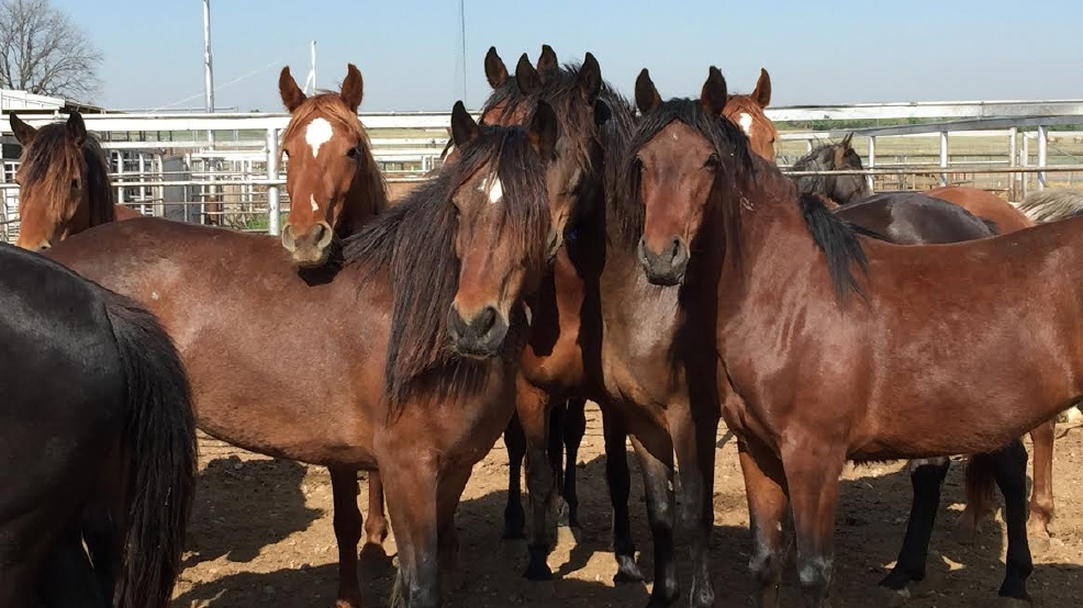 Wild Mustangs How to adopt a living legend in Oklahoma KOKH