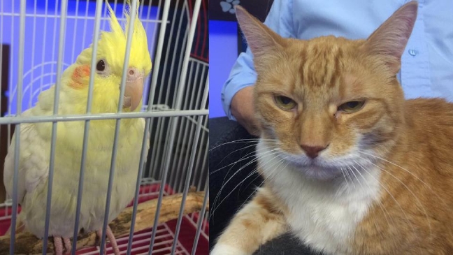 Fur-ever Friend: Coastal Humane Society