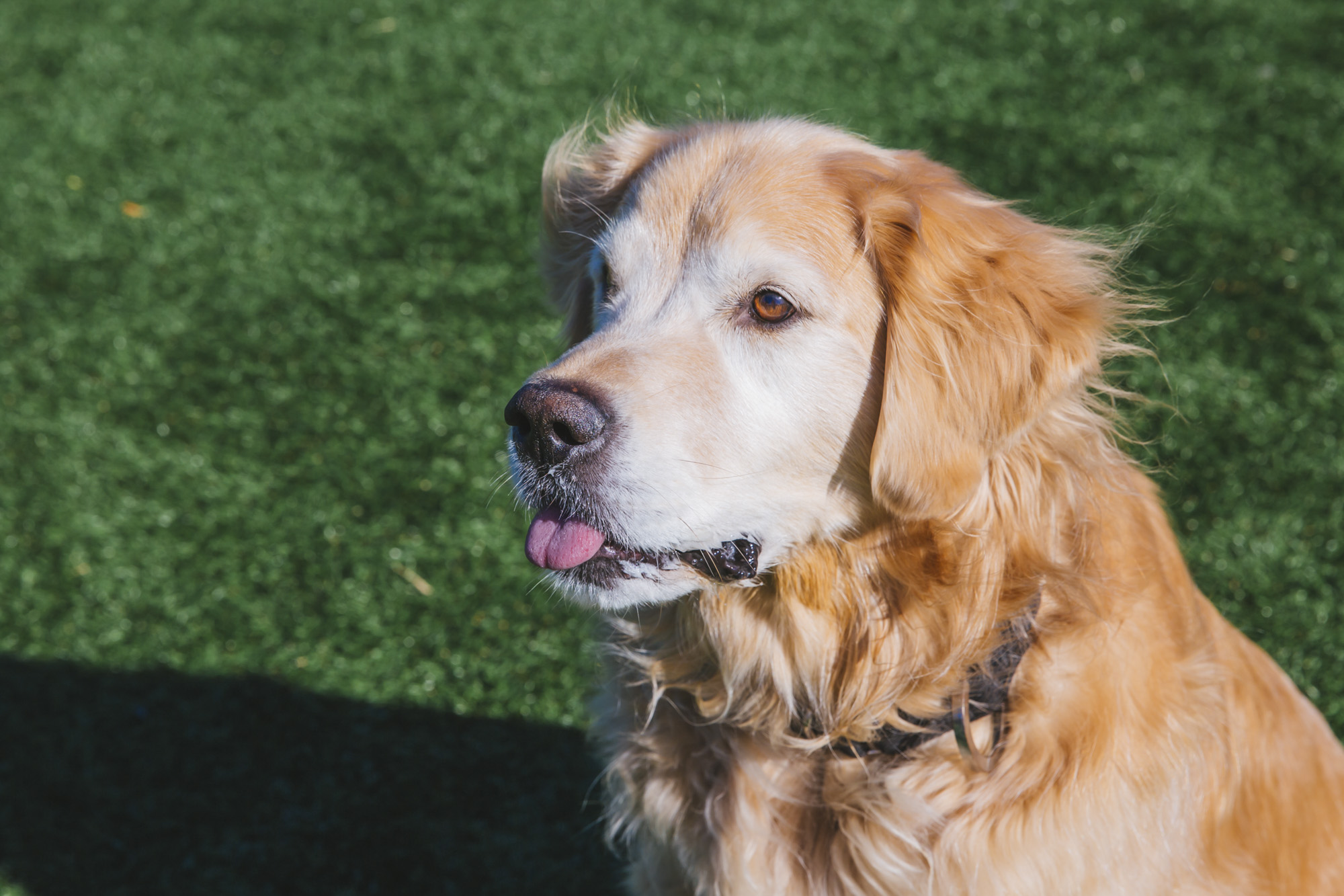 RUFFined Spotlight Bailey the Golden Retriever Seattle Refined