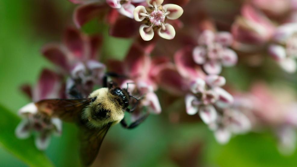 Epa Allows Pesticide Very Highly Toxic To Bees Mail Tribune 