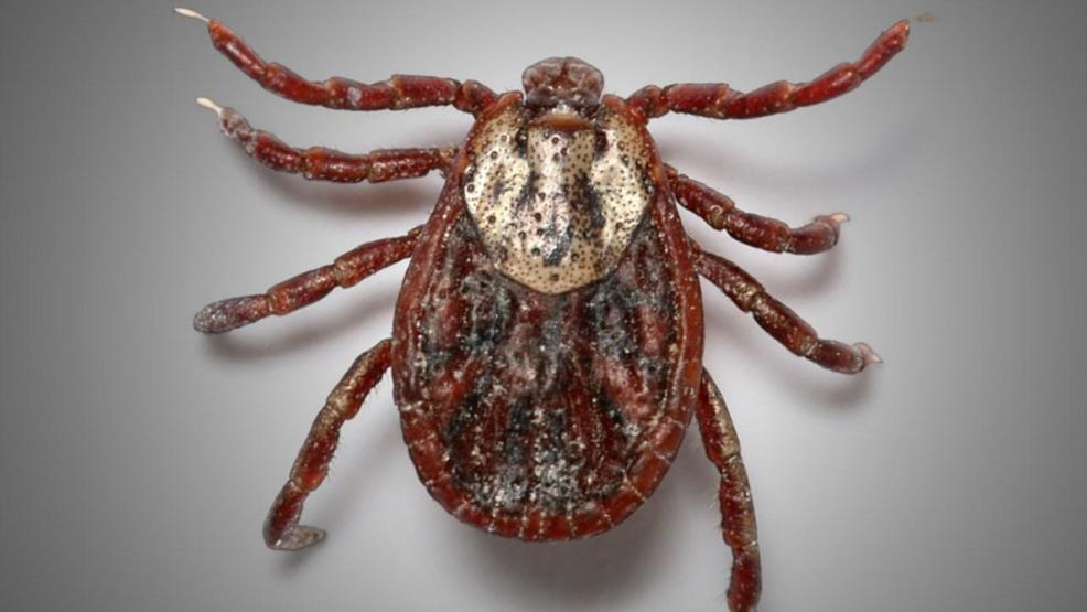 Invasive tick detected in Tennessee WCYB