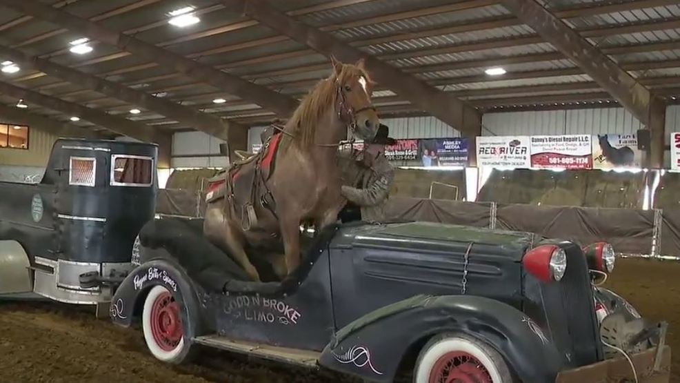 Rodeo in El Paso features Bobby Kerr Mustang Act KATV