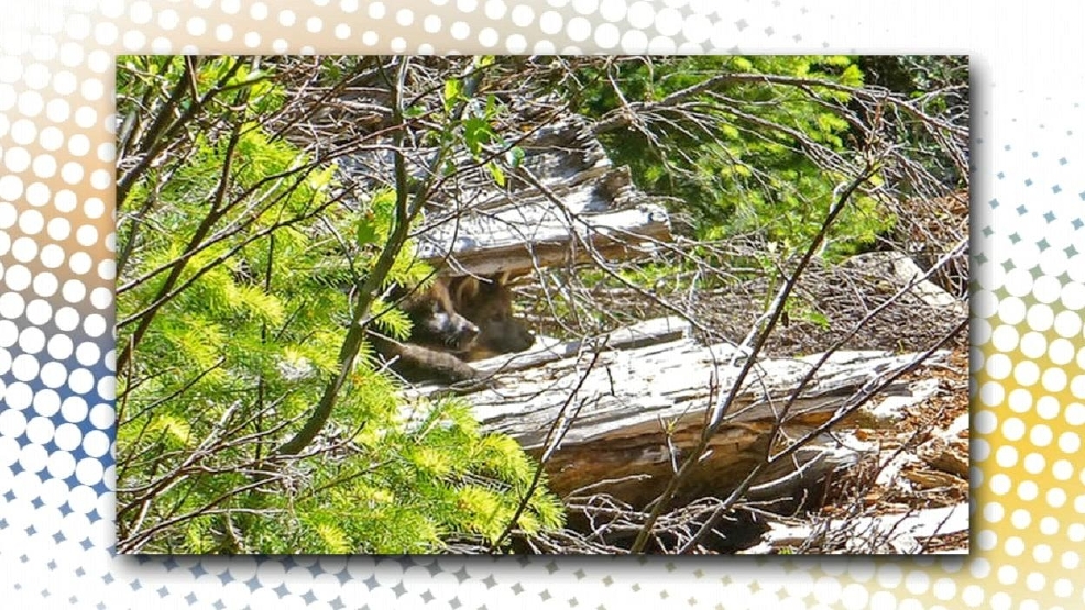 Pups5.jpg