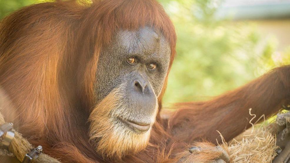 World's oldest orangutan, Inji, turns 60 at Oregon Zoo - mycbs4.com
