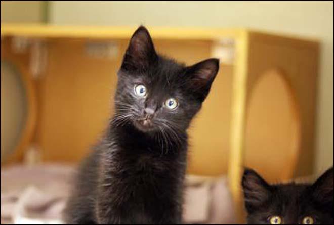 10 Adoptable Cats From Seattle Humane Society Komo