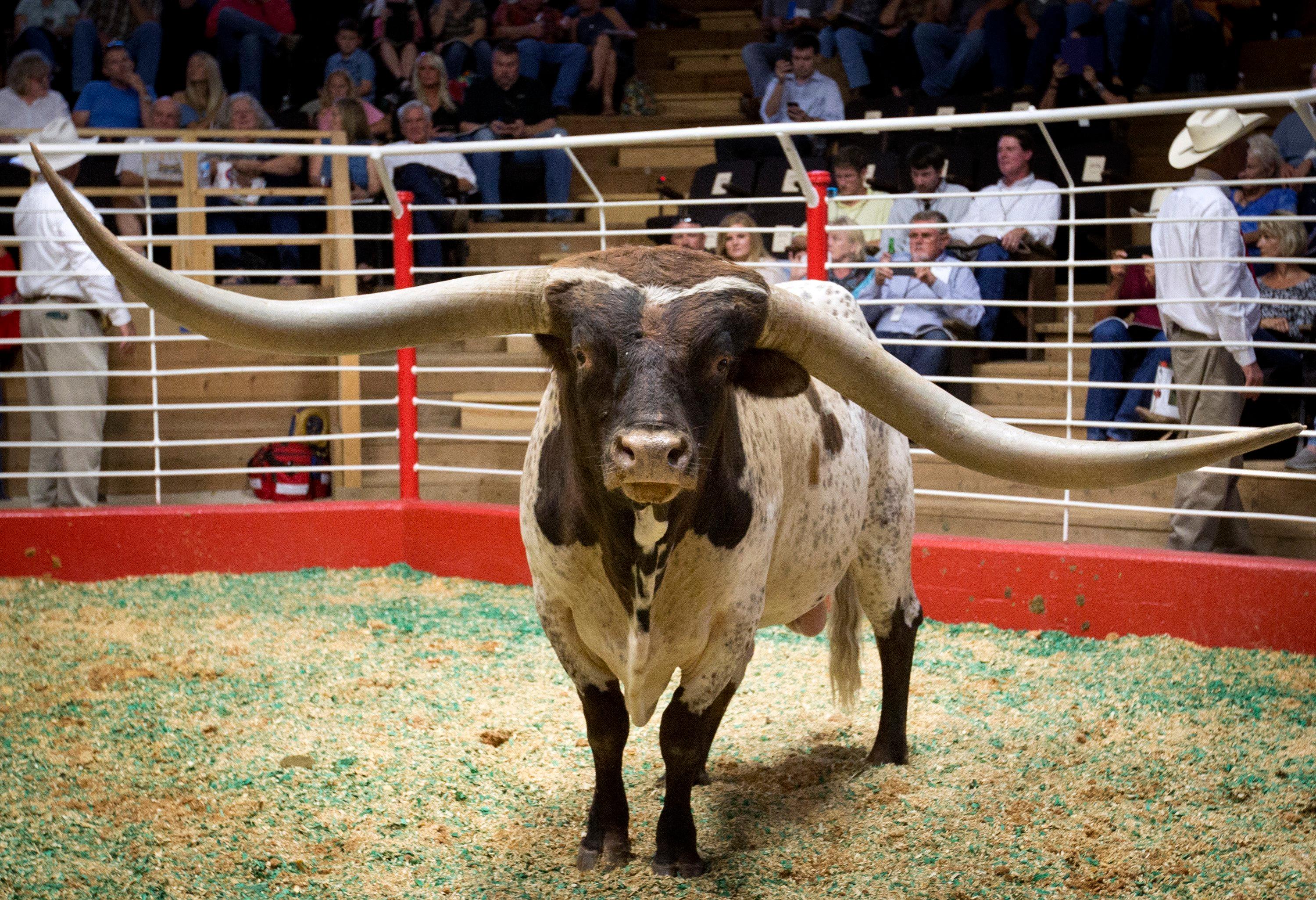 Oklahoma longhorn bull with record horn span sold in Texas KATV