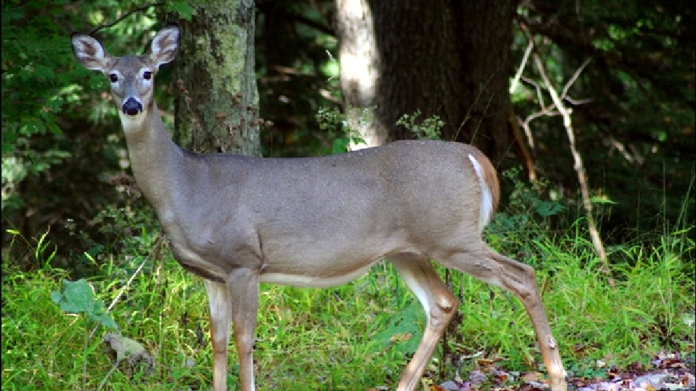 121108_whitetail_deer_660.jpg