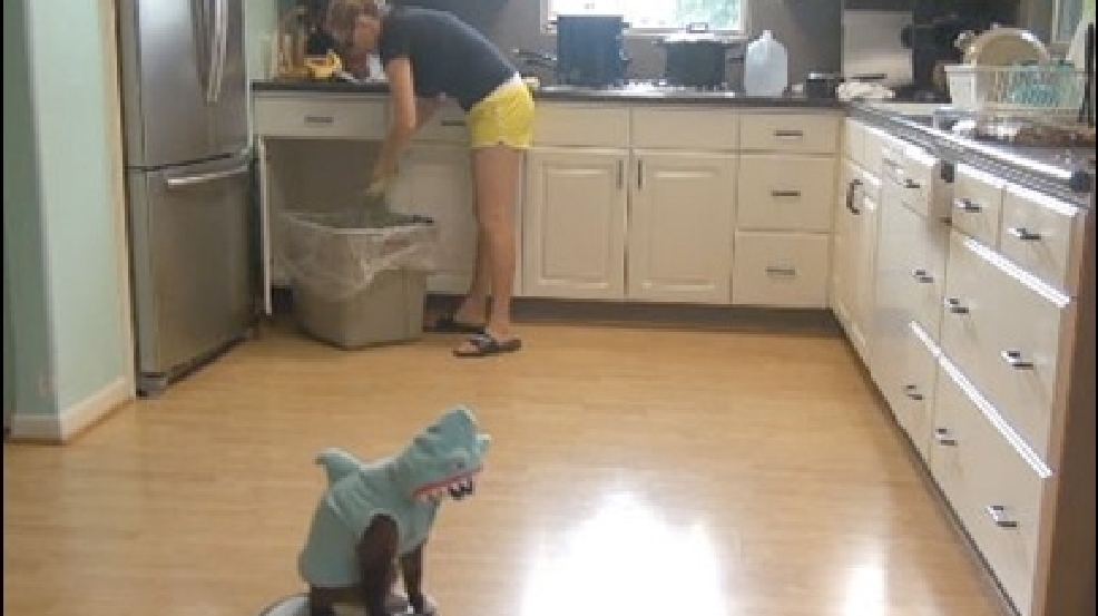 130807_sharkcat.jpg