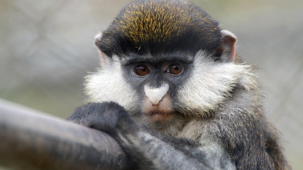 Ga. DNR Monkey believed to be loose in Albany WFXL