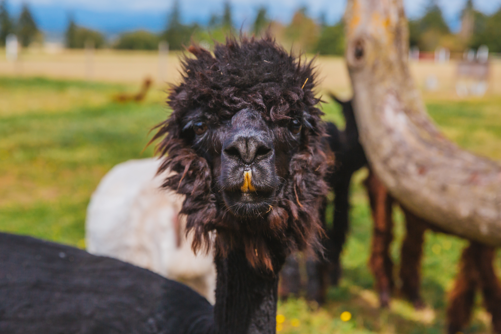 Touring the Alpaca Farm vacation rental on Camano Island Seattle Refined