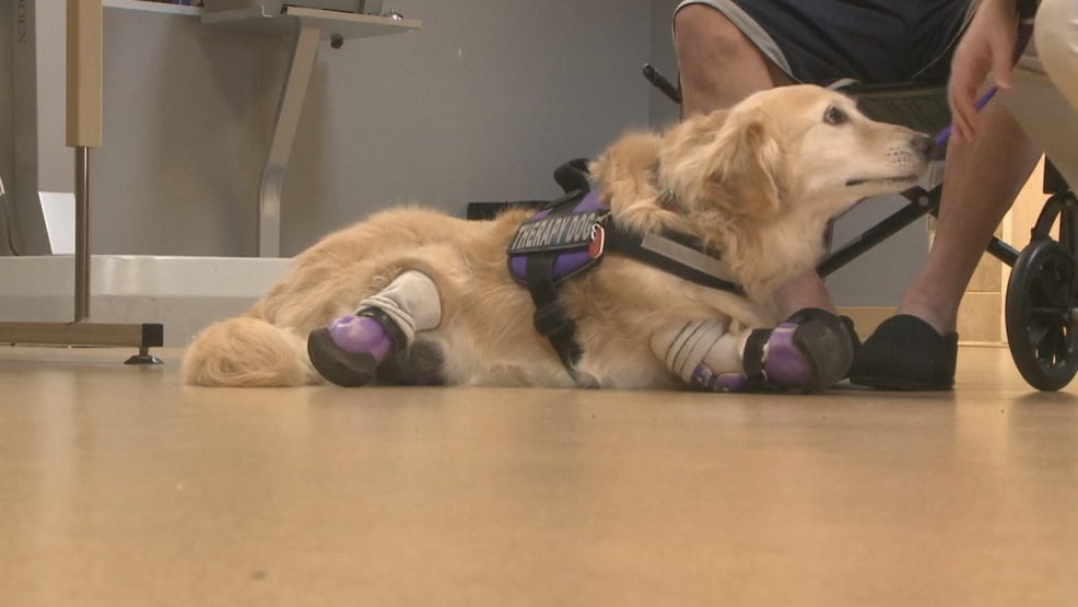 Quadruple amputee dog wins American Hero Dog award WJAR
