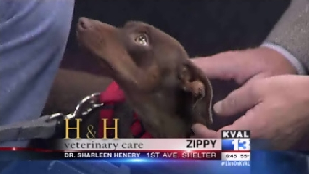 pet_zippy1.jpg
