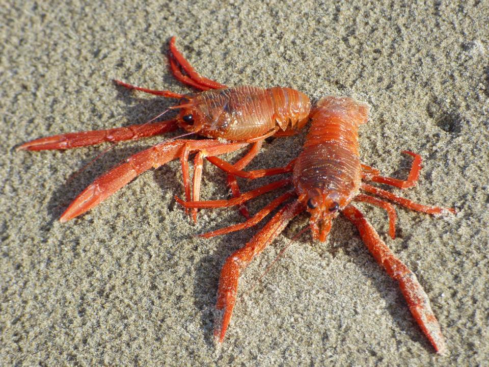 'They are a long ways from home' Tiny crabs from Mexico wash up on beach near Newport KVAL