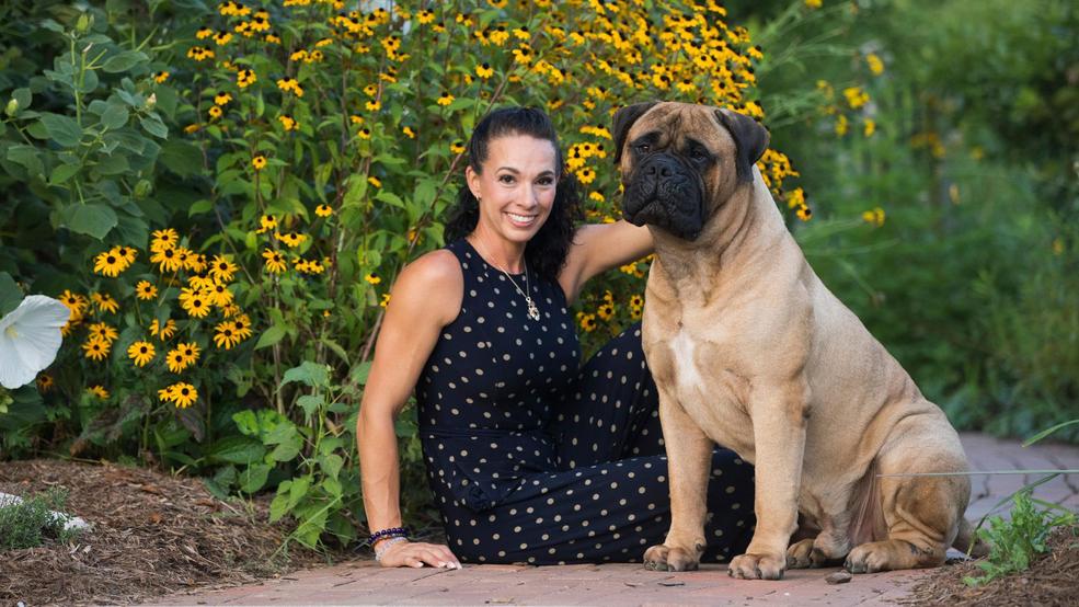 Bullmastiff Bitten By Snake In Nc Advancing At Westminster Dog Show Wlos Advancing At Westminster Dog Show