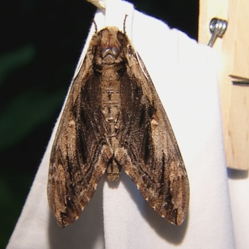 Common Moths In Va