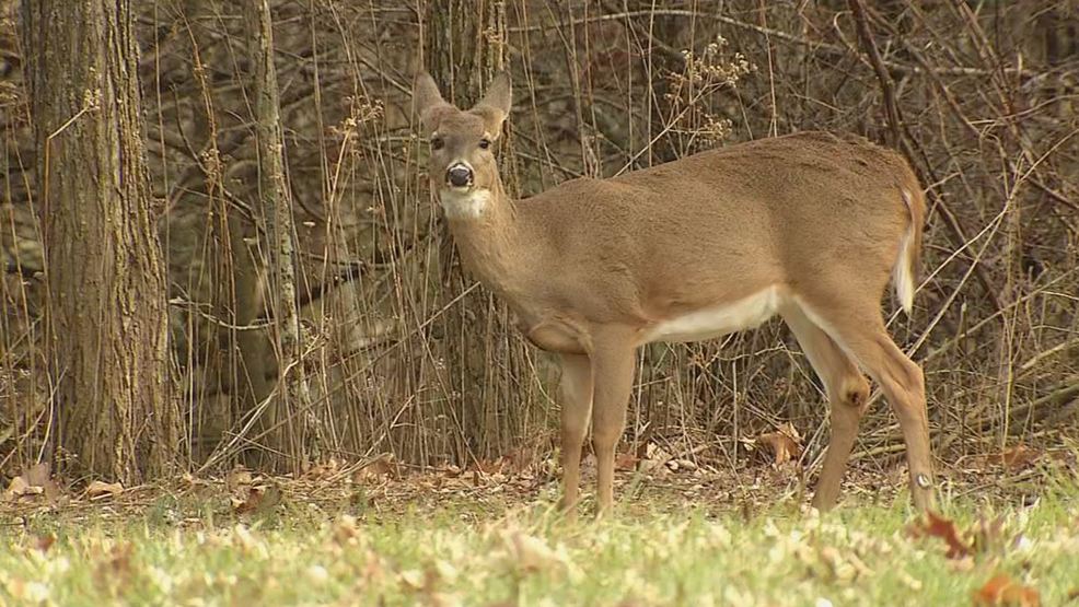 Six West Virginia state parks to host deer hunts this fall WCHS