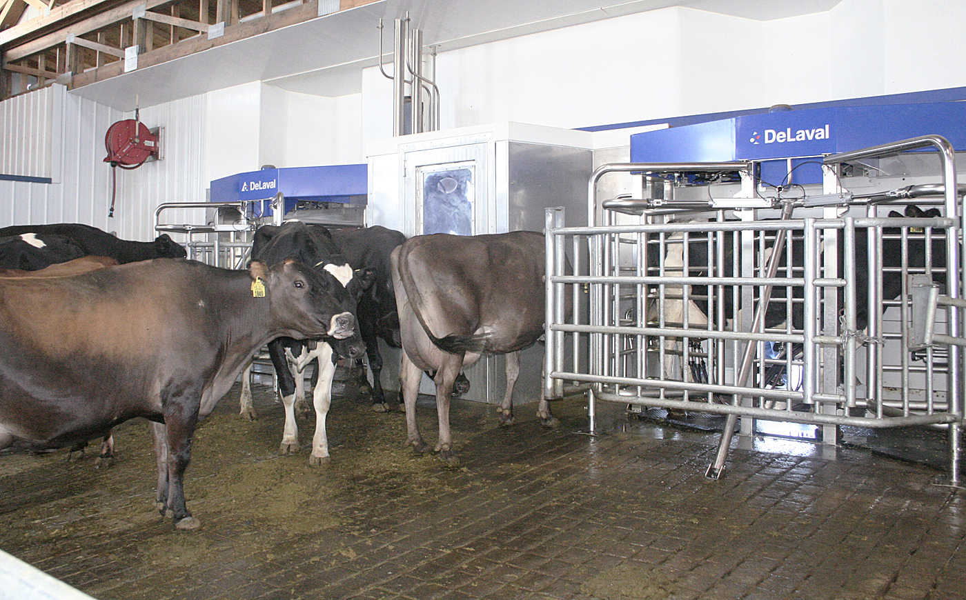 Robots help run Oregon dairy farm KVAL