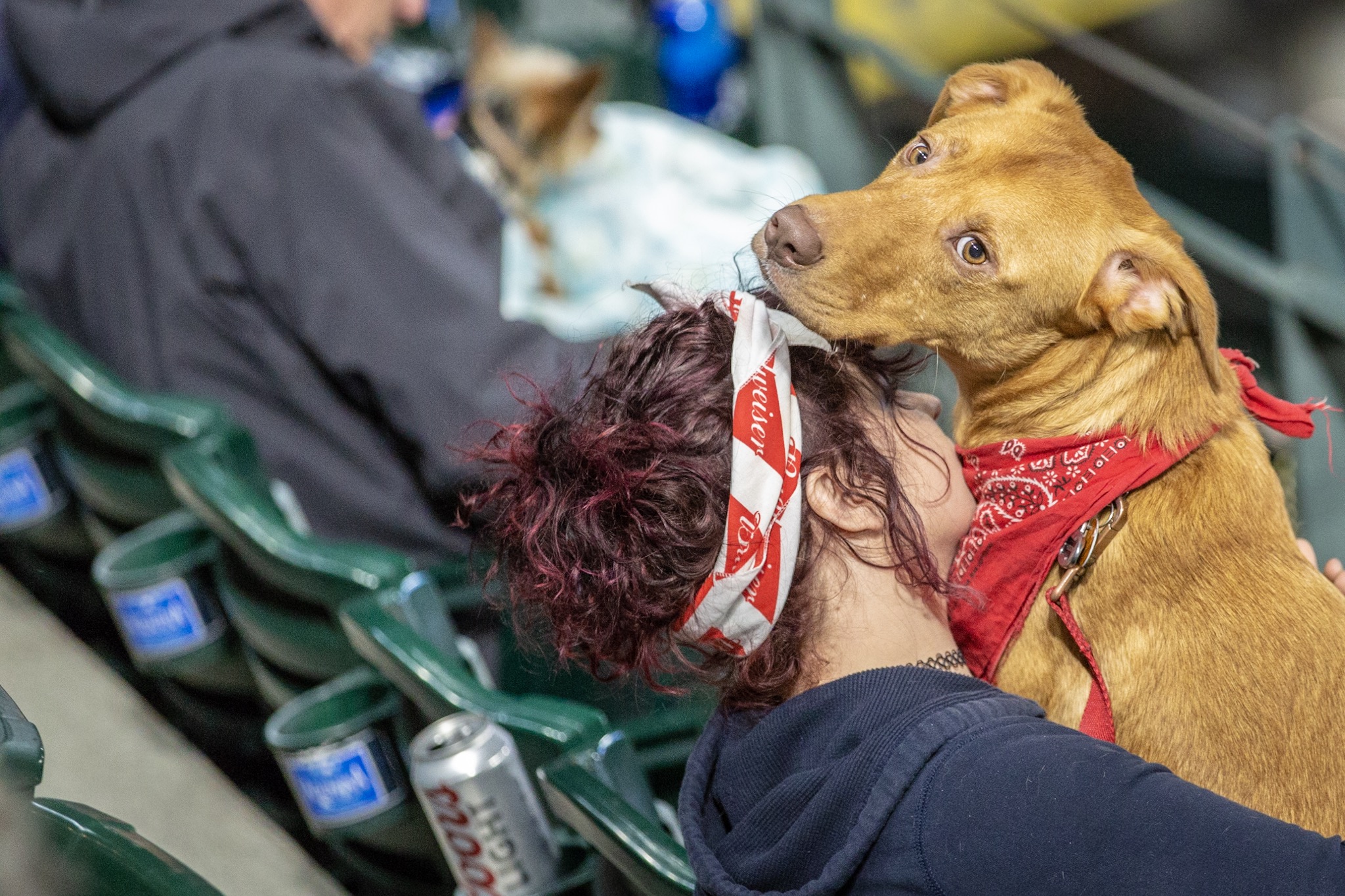 Photos Dogs steal the spotlight at Mariners' first Bark at the Park of