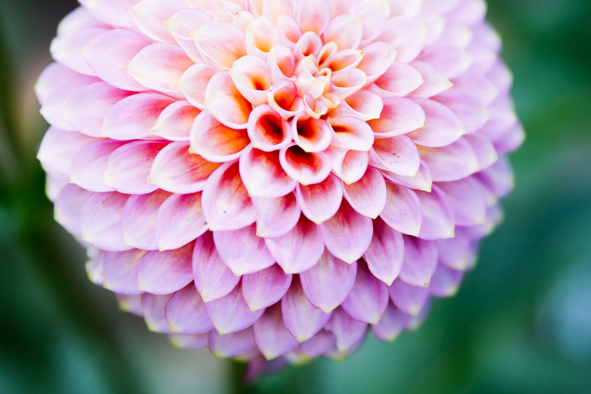 A closer look at Seattle's official flower Seattle Refined