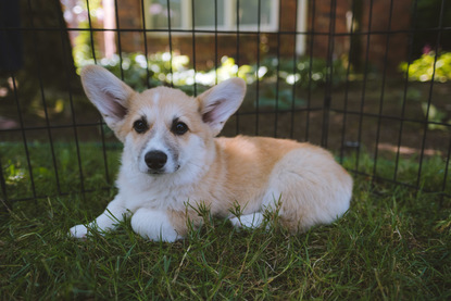 pacific northwest corgis