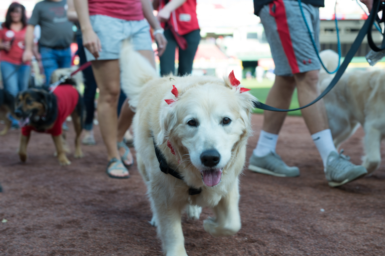 Photos From The Reds’ First Bark In The Park (5.8.18) Cincinnati Refined