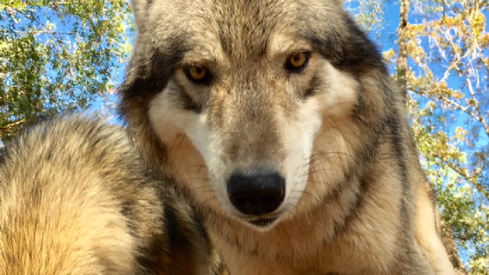 Florida sanctuary gives wolves a second chance WEAR