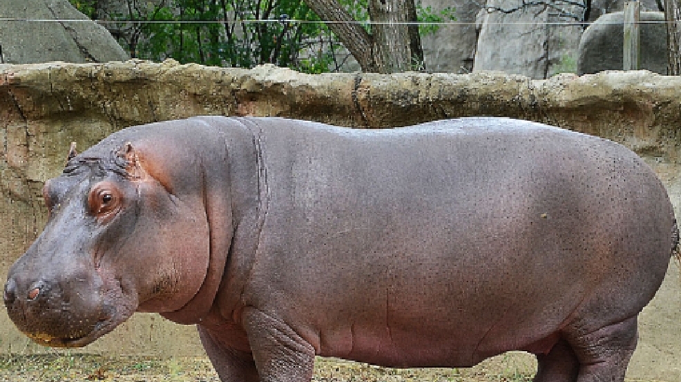 toledo zoo hippo aquarium