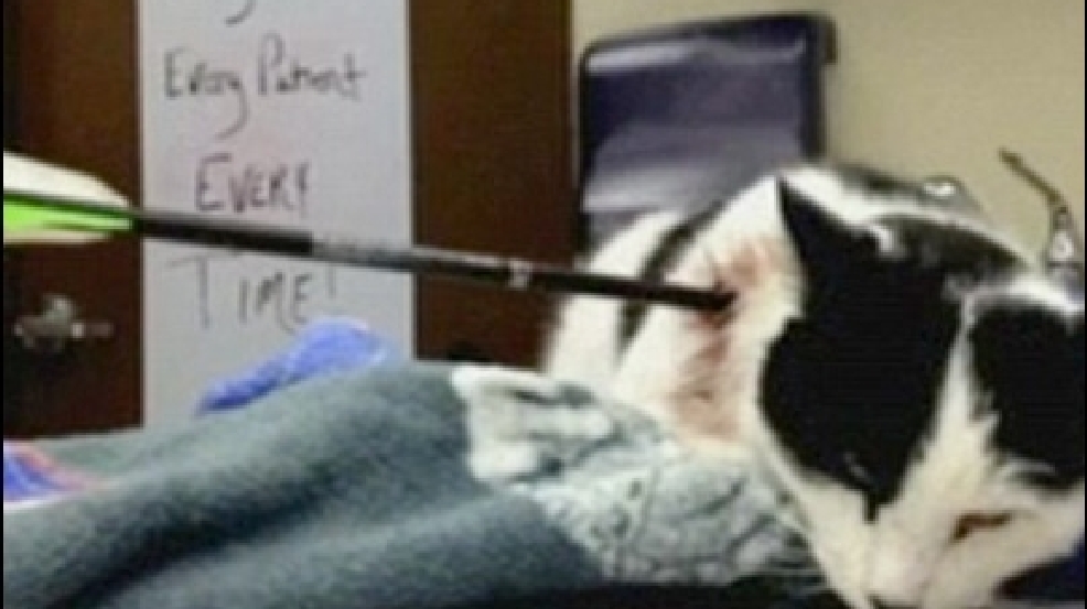 131108_cat_arrow.jpg