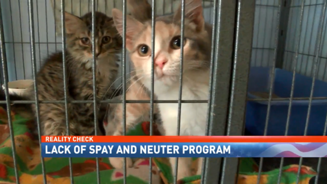 Stray Cats: A community problem with a community solution