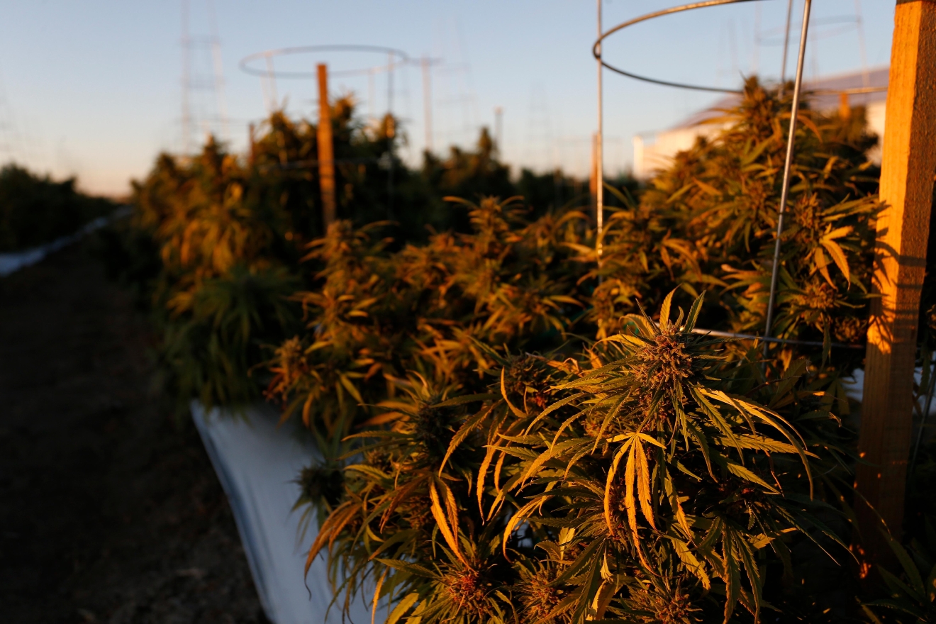 Harvest time at America's largest legal open air marijuana farm KVAL