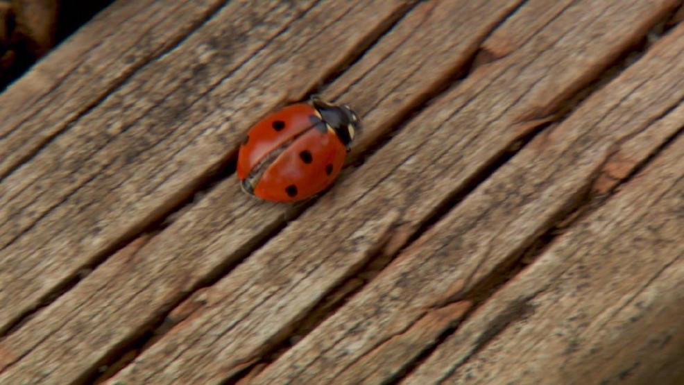 Warm weather brings out beetles KRCG