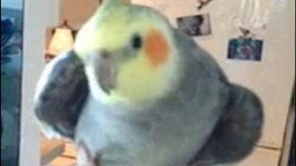 130114_dubstep_bird.jpg