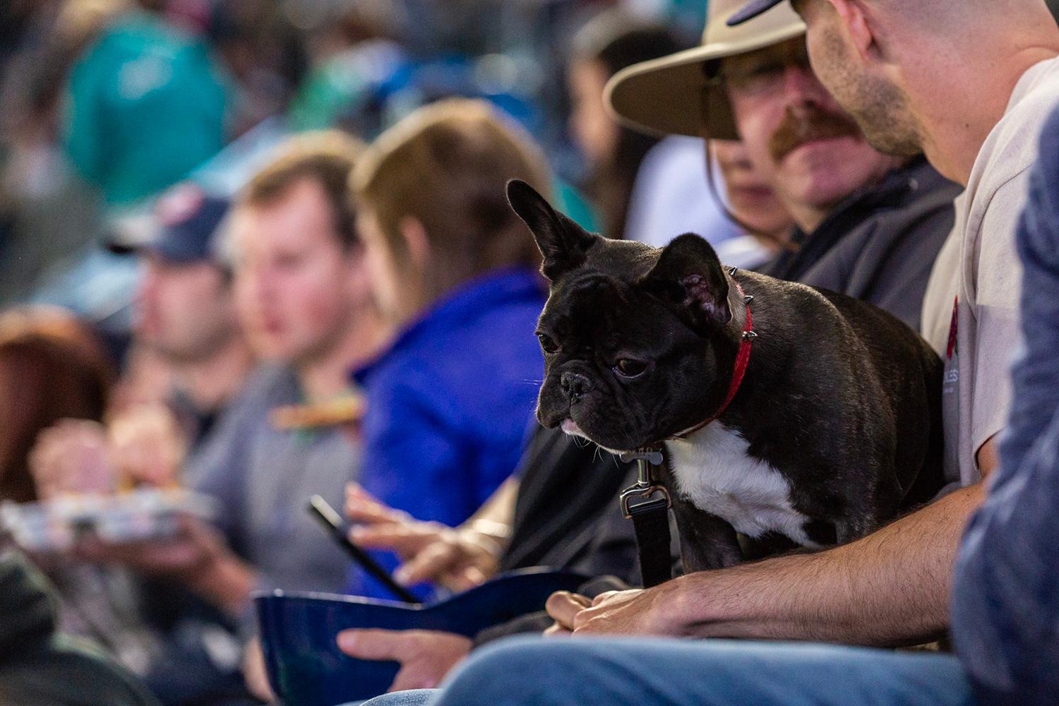 Photos Dogs steal the spotlight at Mariners' first Bark at the Park of