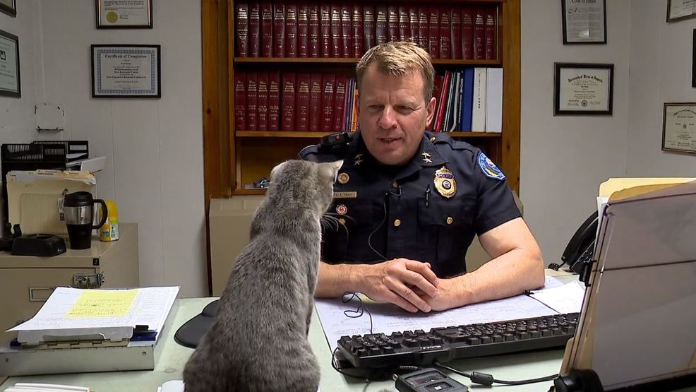 Hallowell Police Department adopts stray cat WGME