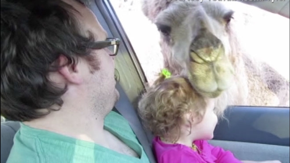 cnn-youtubeanimals.jpg