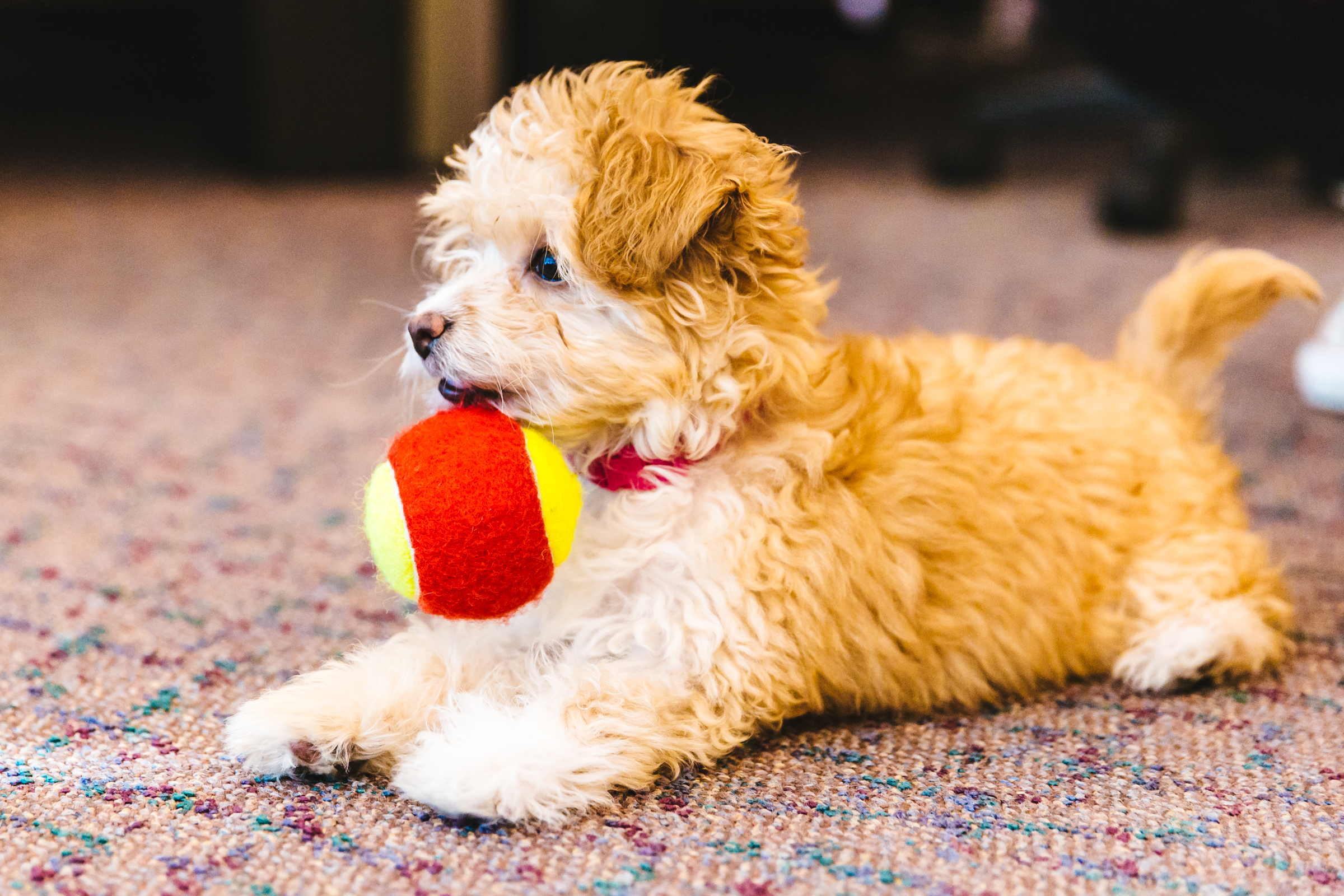 Maltipoo Seattle - 6yuvhah
