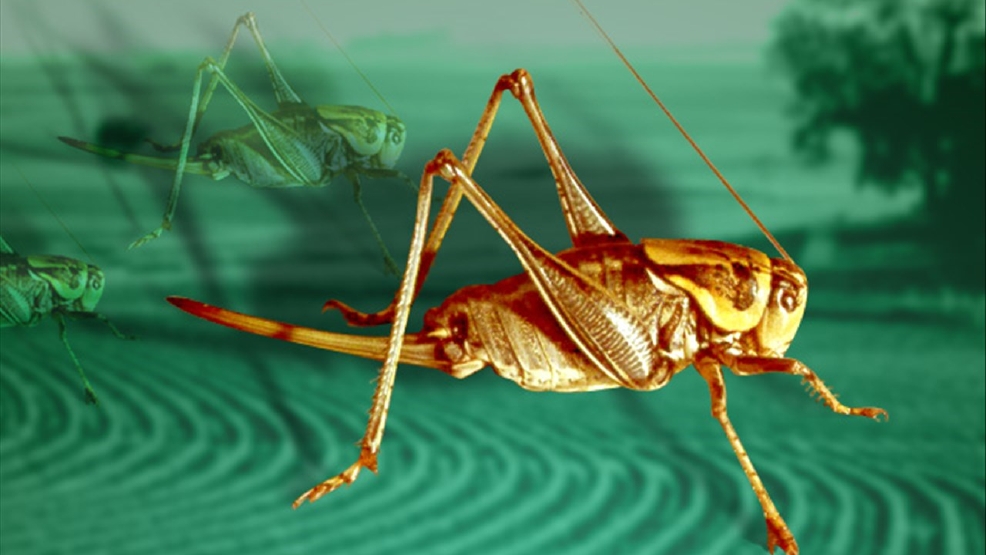 Fish and chirps? Crickets make leap in demand as a protein WSMH