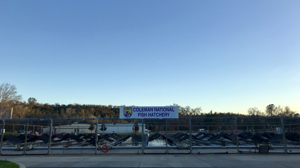 390,000 salmon lost after fish hatchery accident KRCR