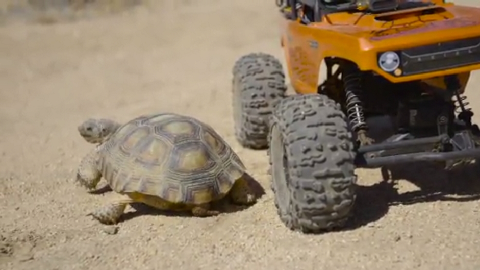 A remotecontrolled car to scare predators KOKH