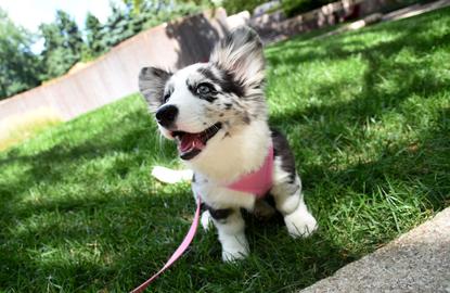 cardigan fluffy corgi