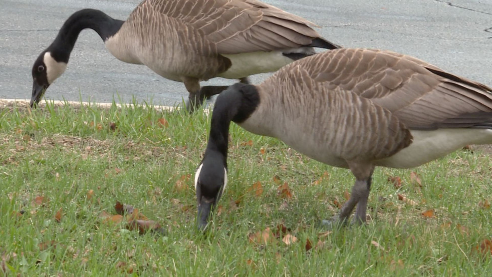 Goose aggression, feces a problem for Urbana Park District WRSP