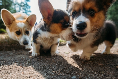 pacific northwest corgis
