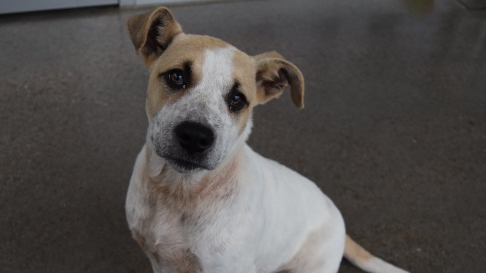 broken arrow humane society