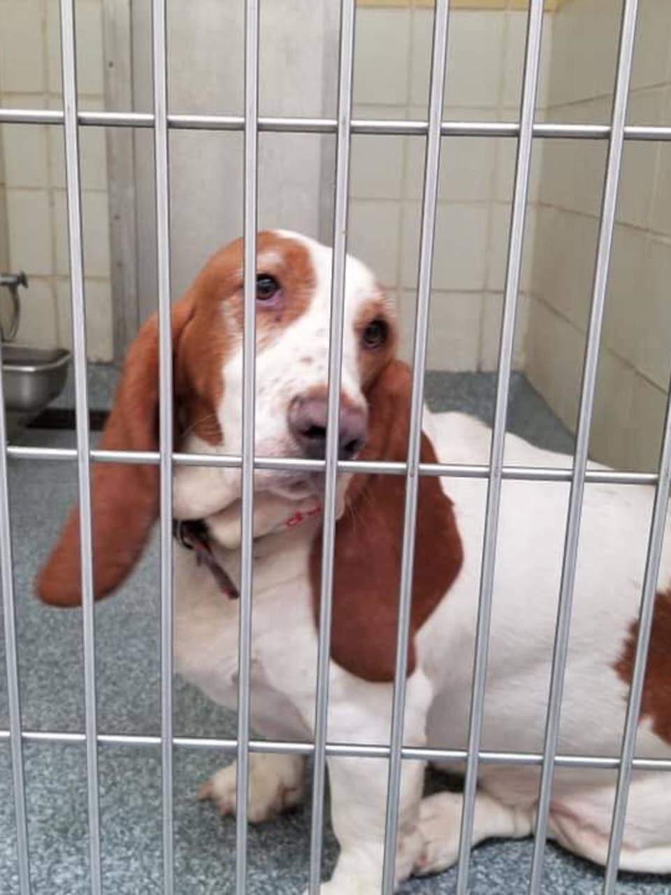 basset hound puppies for adoption near me