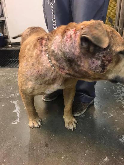 spca montgomery county