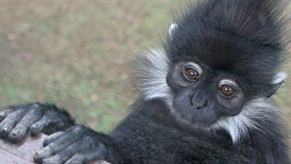 Chattanooga Zoo Gets New Animals WTVC chattanooga-zoo-gets-new-animals-wtvc