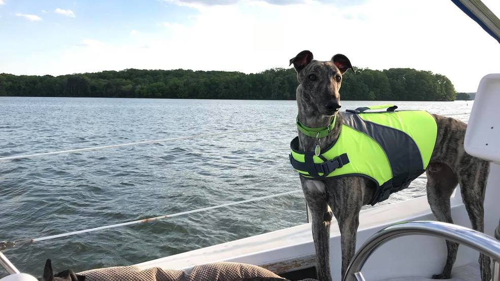 Chattanooga Greyhound Rescue will soon need help as thousands retire