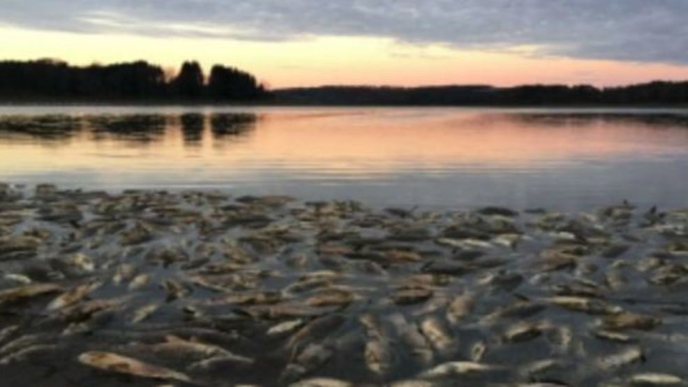 Dead In The Water Streaming Dead fish found floating in Somerset Lake after fish salvage | WJAC