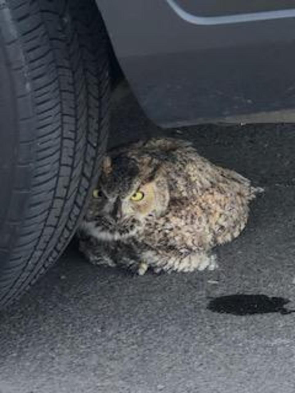 Horned Owl Found Hiding Underneath Fresno Police Car Kmph